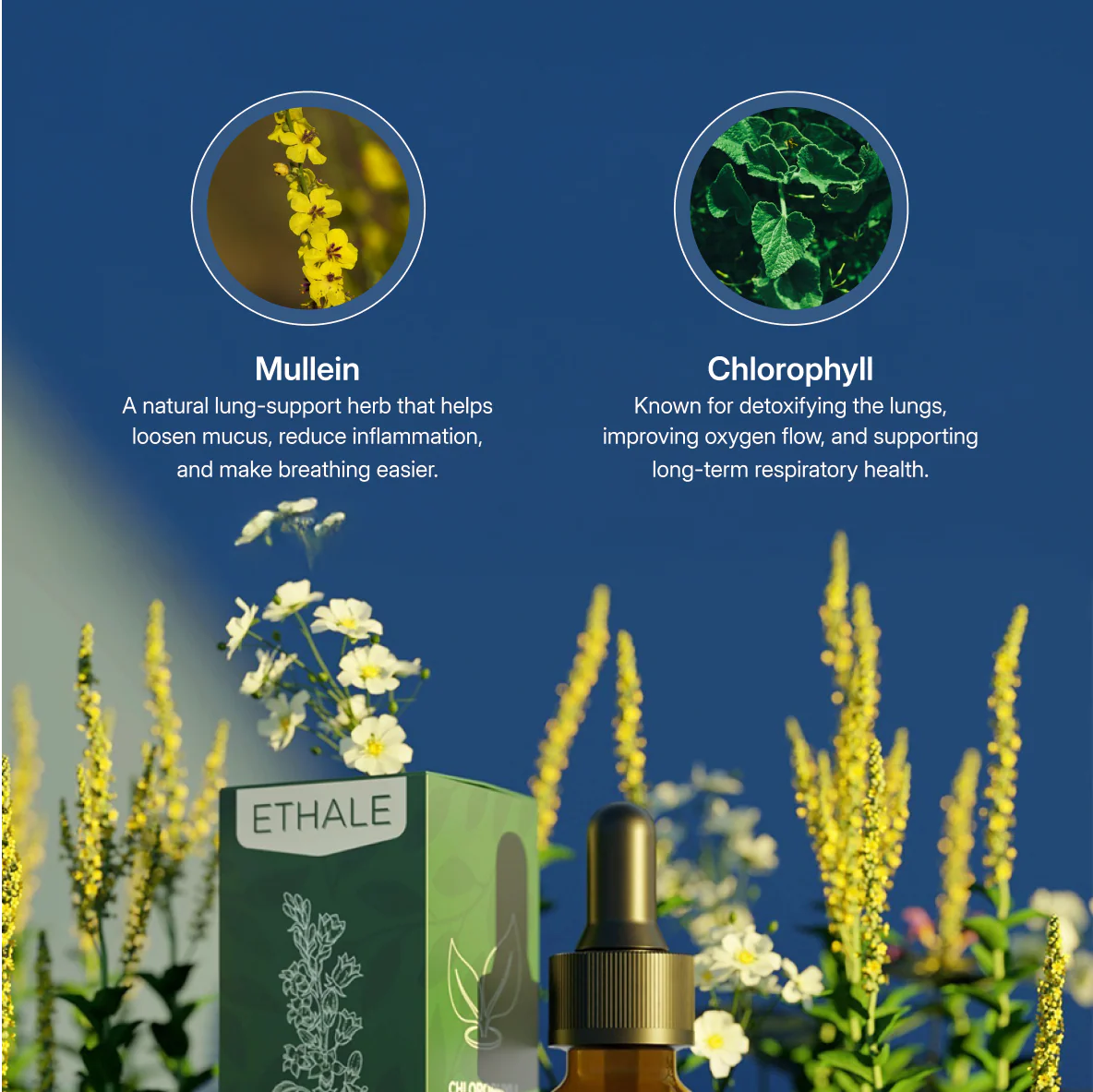 Herbal Mullein Lung Drops